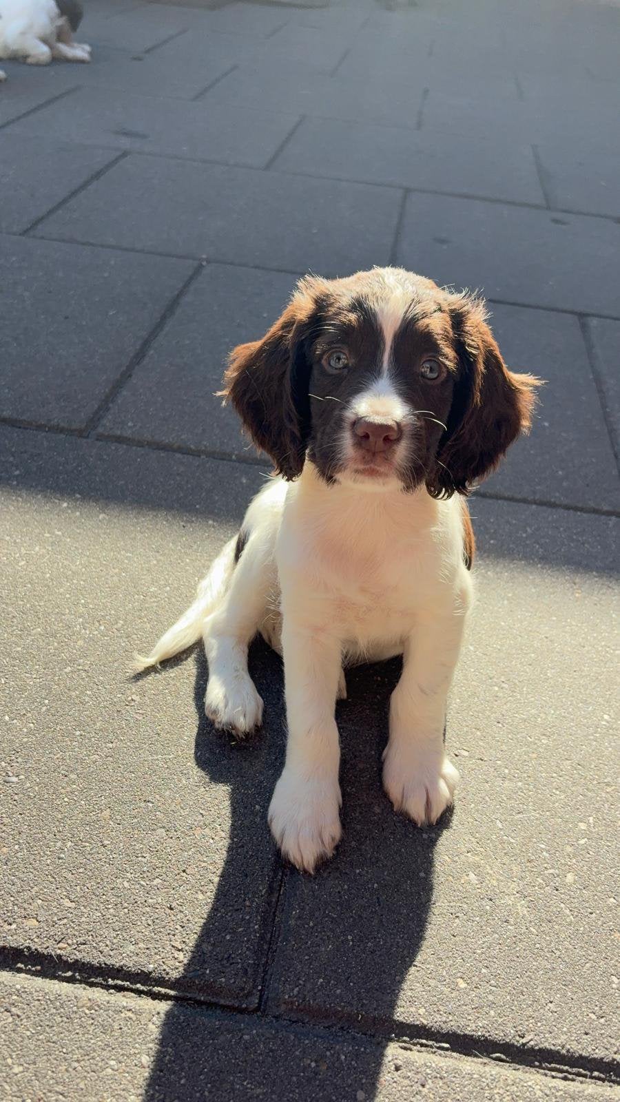 Te koop Sprocker pups., 8 tot 15 weken, Meerdere, Meerdere dieren, Nederland