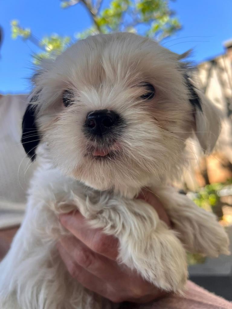 Boomer pup teefje, Overige rassen, 8 tot 15 weken, Teef, Eén hond