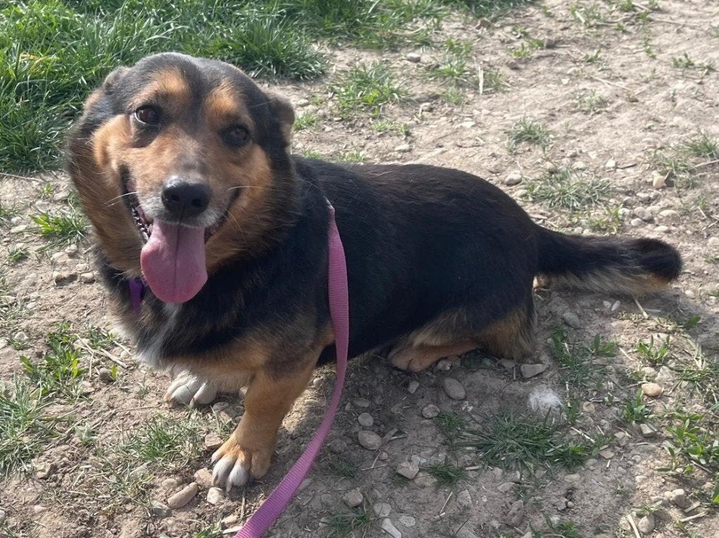 Kleine vrolijke en lieve hond Chico zoekt een fijn thuis, Dieren en Toebehoren, Honden | Niet-rashonden, Particulier, Reu, Buitenland