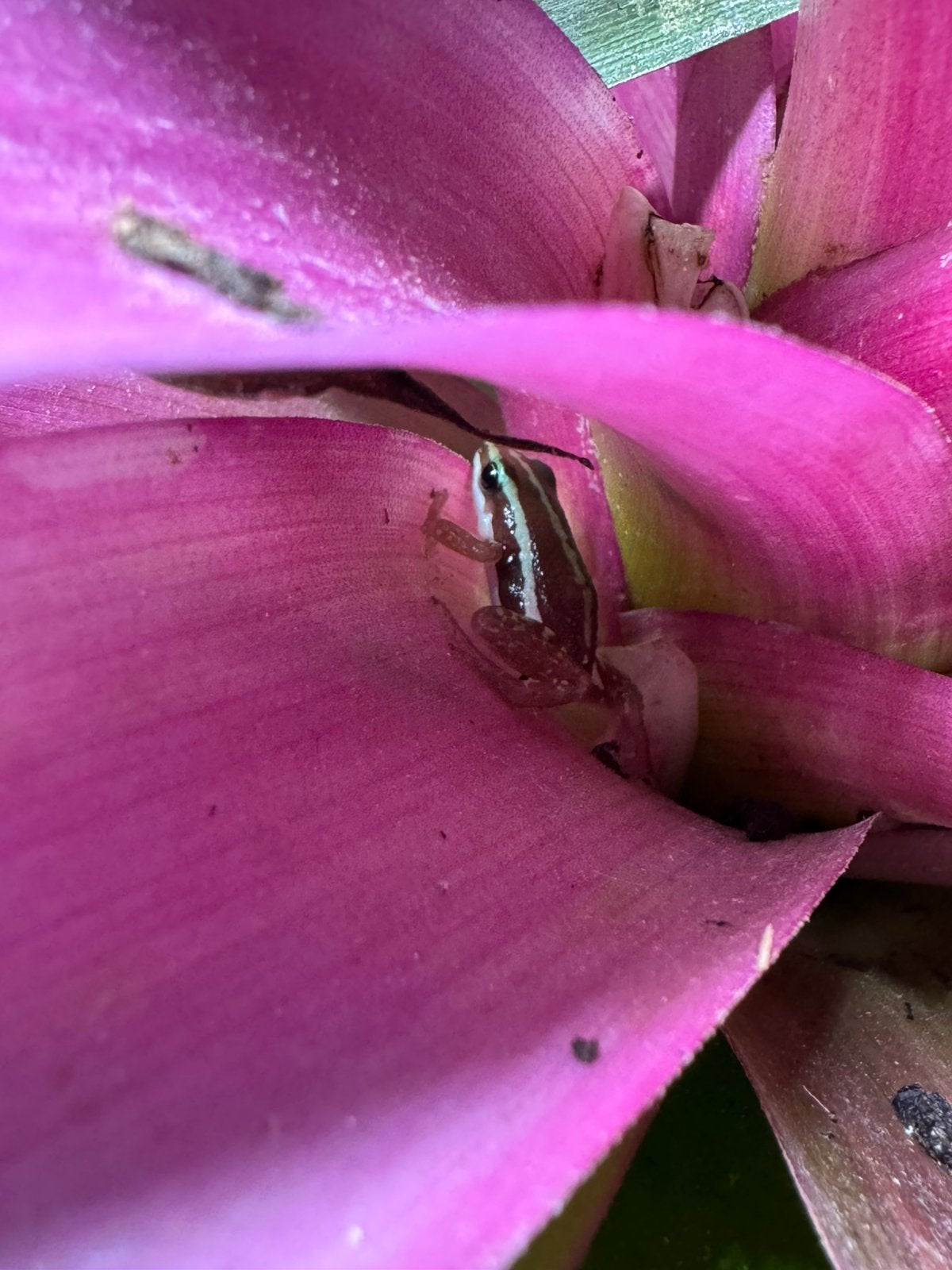 Prachtige jonge Epipedobates tricolor pijlgifkikkers Frog photo 3