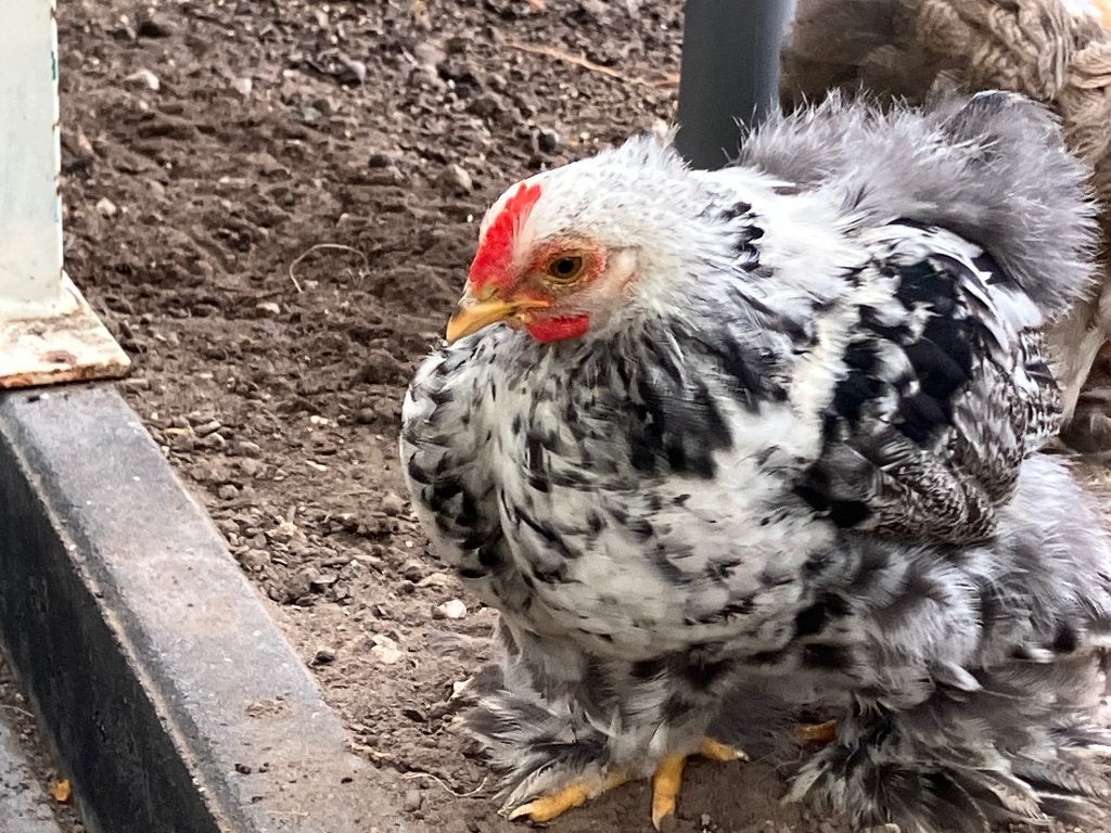 Cochin kriel haantje, Dieren en Toebehoren, Pluimvee, Mannelijk, Kip
