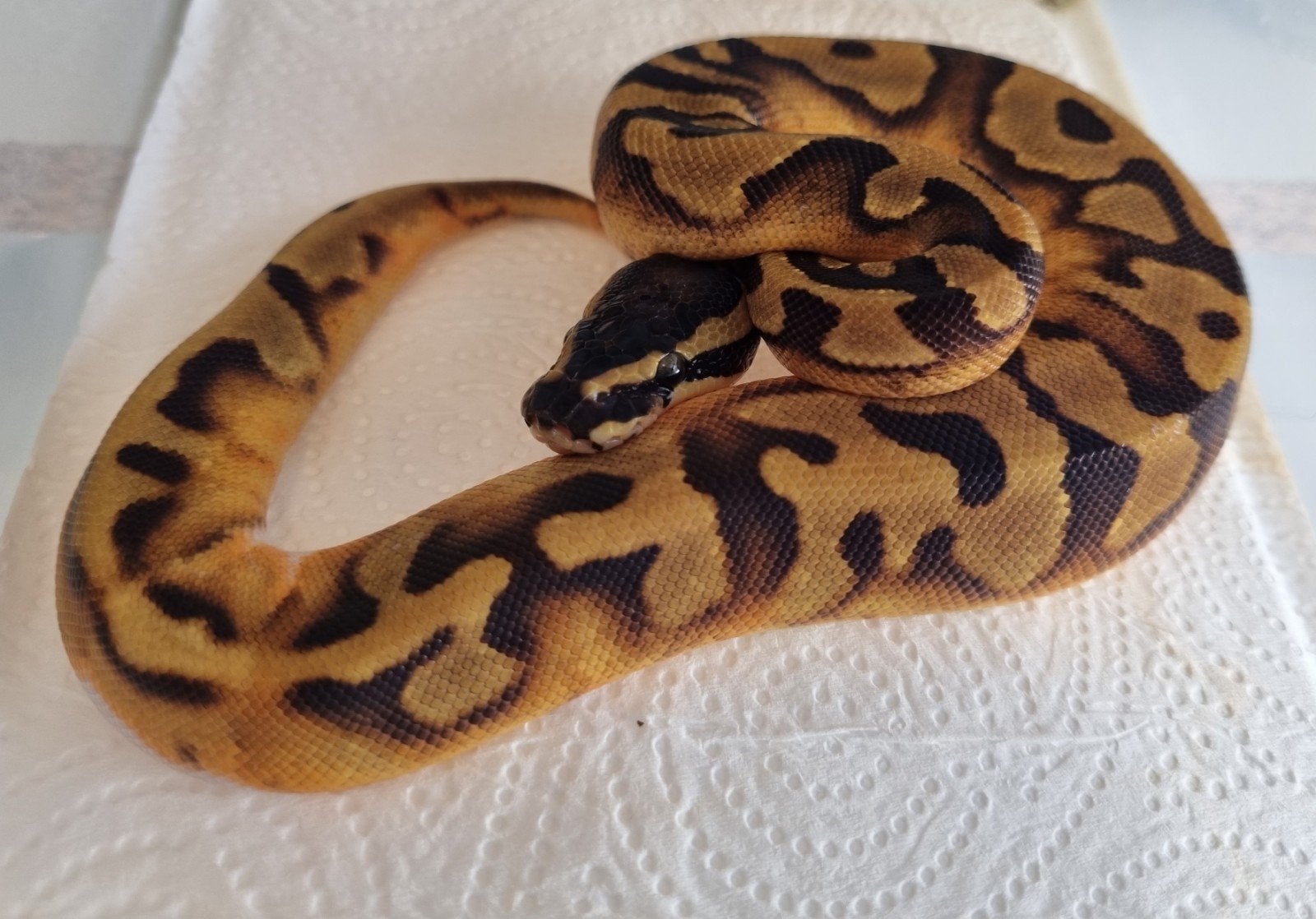 0.1 enchi piebald koningspython Ball Python - female for sale from Rocking Reptiles