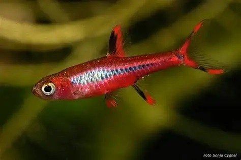 boraras brigittae €2,95, Dieren en Toebehoren, ., Overige typen, Nieuw, Ophalen of Verzenden