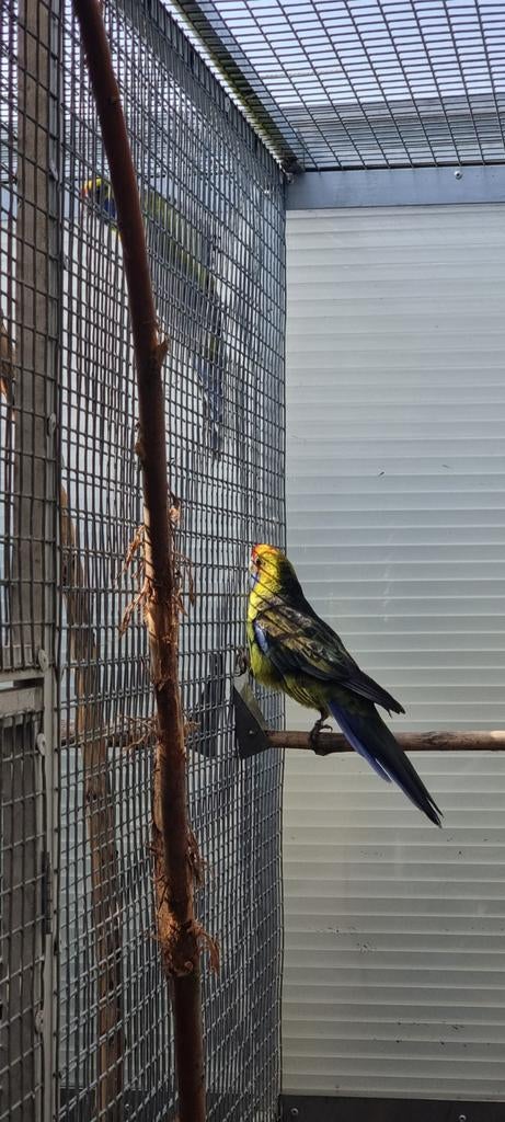 Geelbuik Rosella man, Dieren en Toebehoren, Vogels | Parkieten en Papegaaien, Mannelijk, Parkiet, Geringd