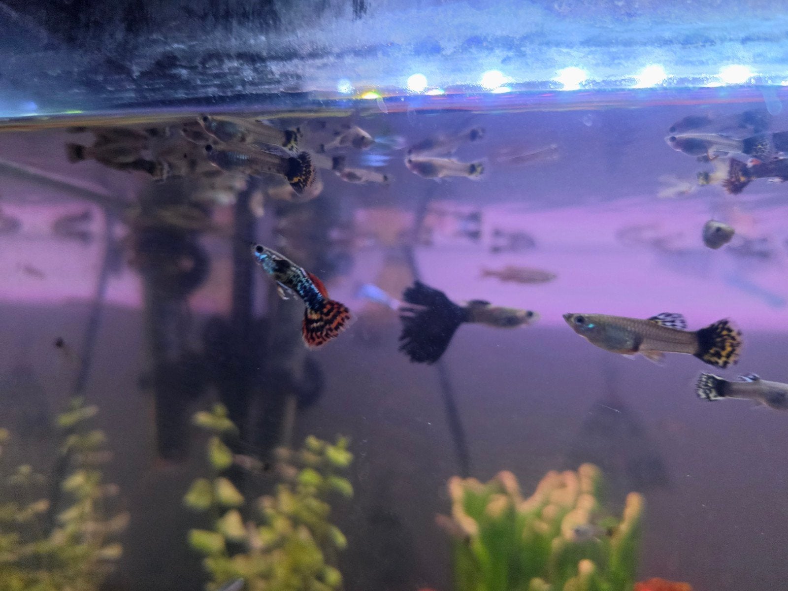 guppies te koop, Vis, Zoetwatervis