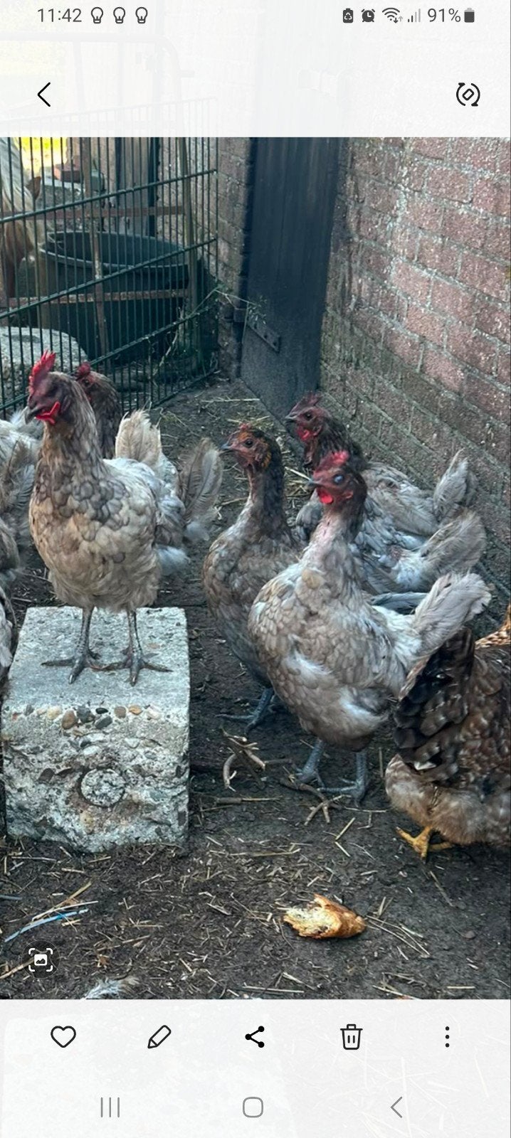 5 bleu des landes Kippen + haan, Dieren en Toebehoren, Pluimvee, Vrouwelijk, Kip