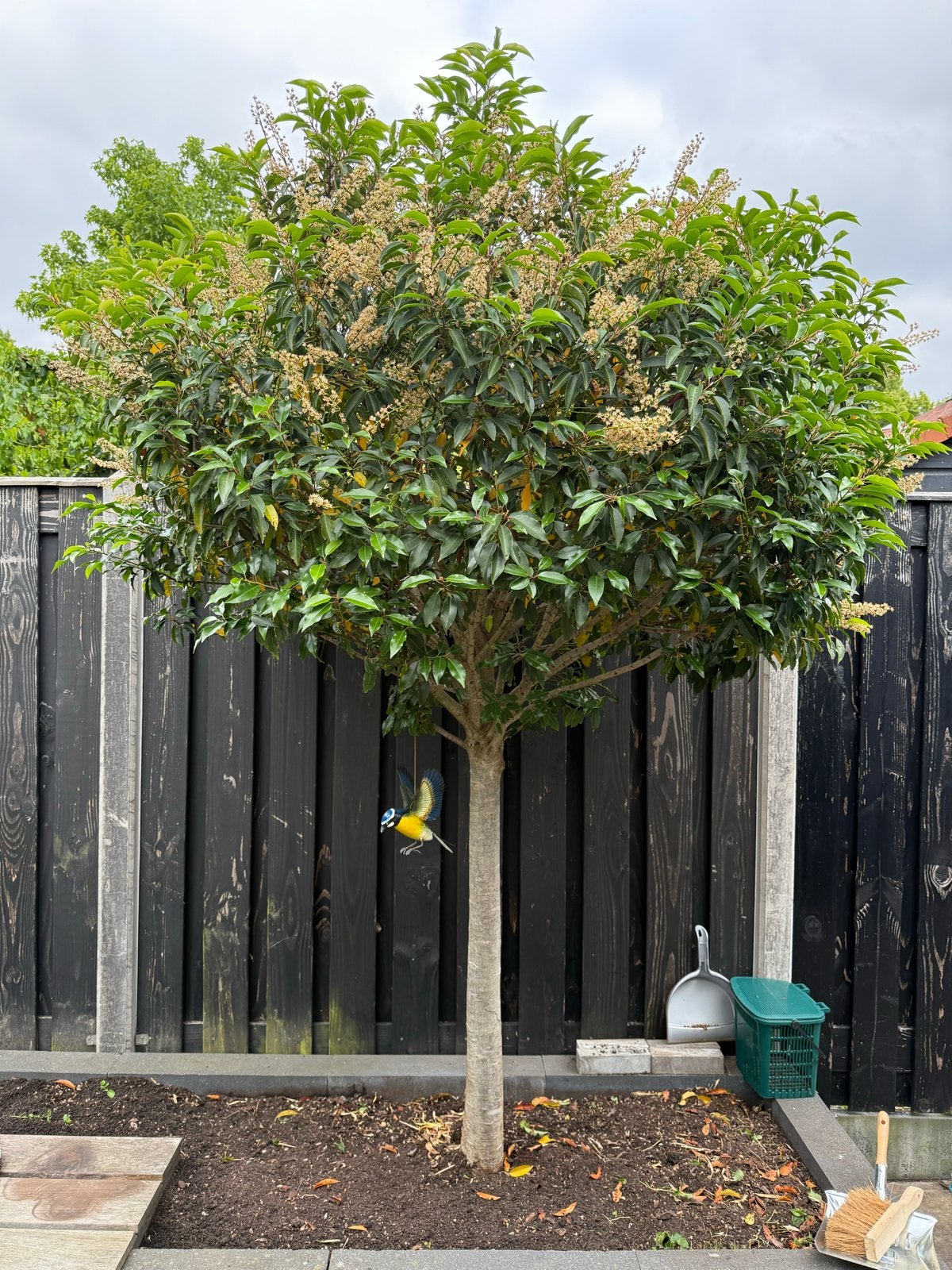 2 portugese laurieren (5 jaar oud), Tuin en Terras, Planten | Bomen, Lente, 250 tot 400 cm, Ophalen, Volle zon
