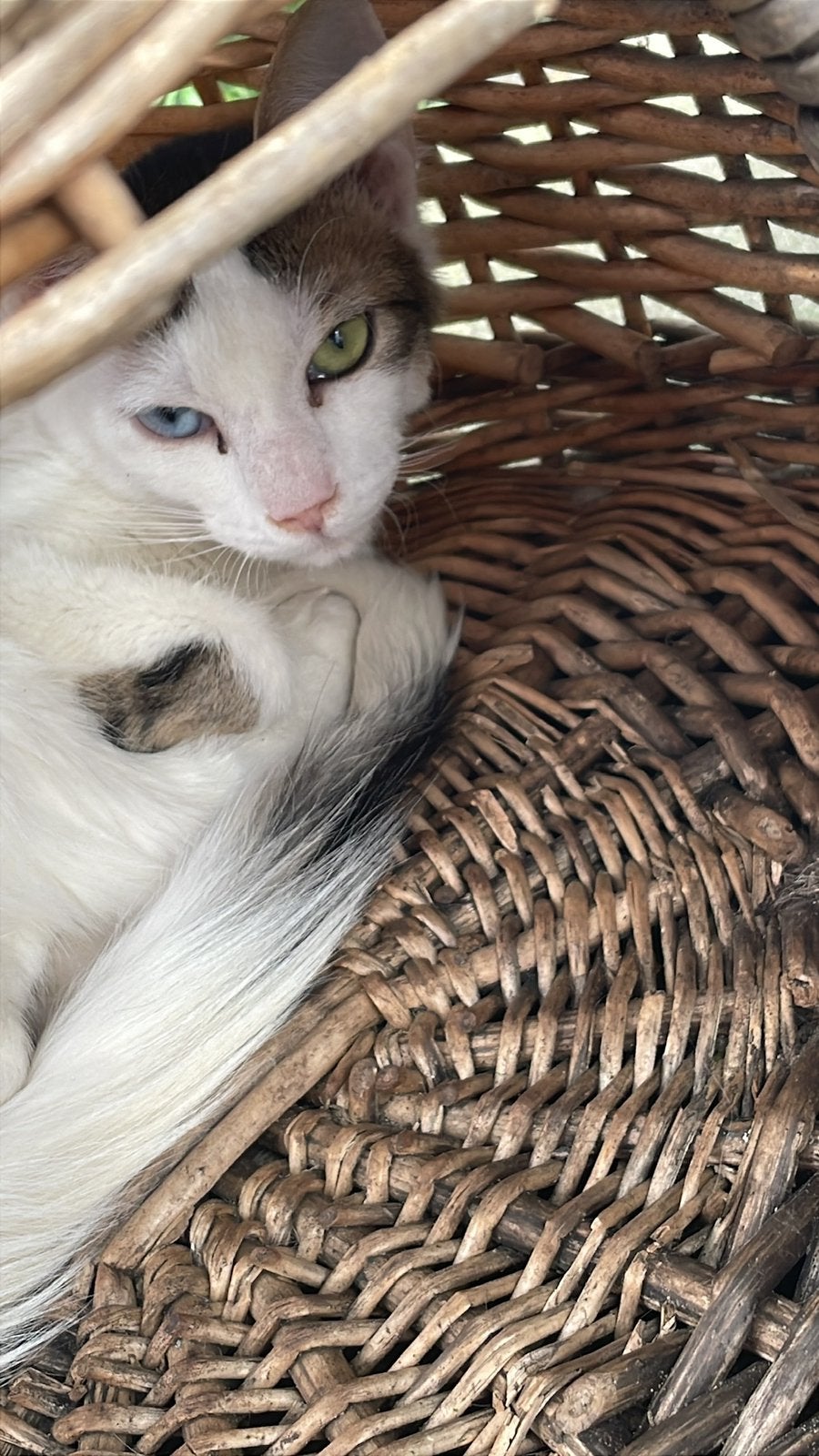 Leila net 1jaar zoekt baasje waar ze enigst poes zal zijn, Poes