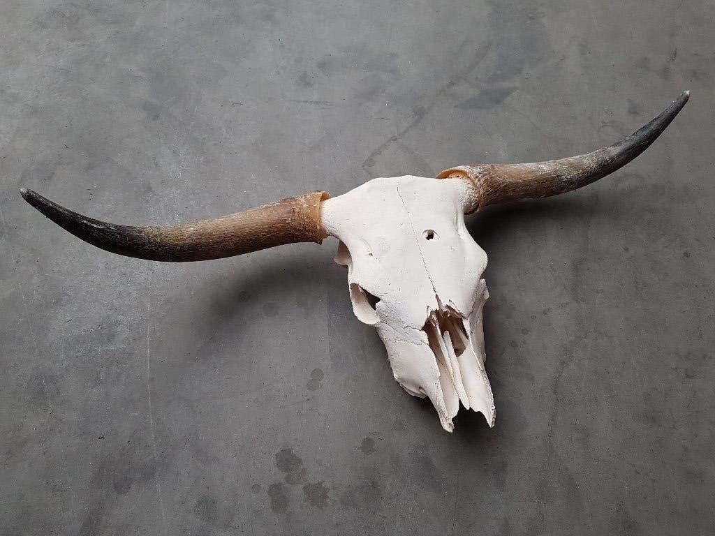 Org. Highlander schedel / compleet geprepareerd, Ophalen, Nieuw, Decoratieobject