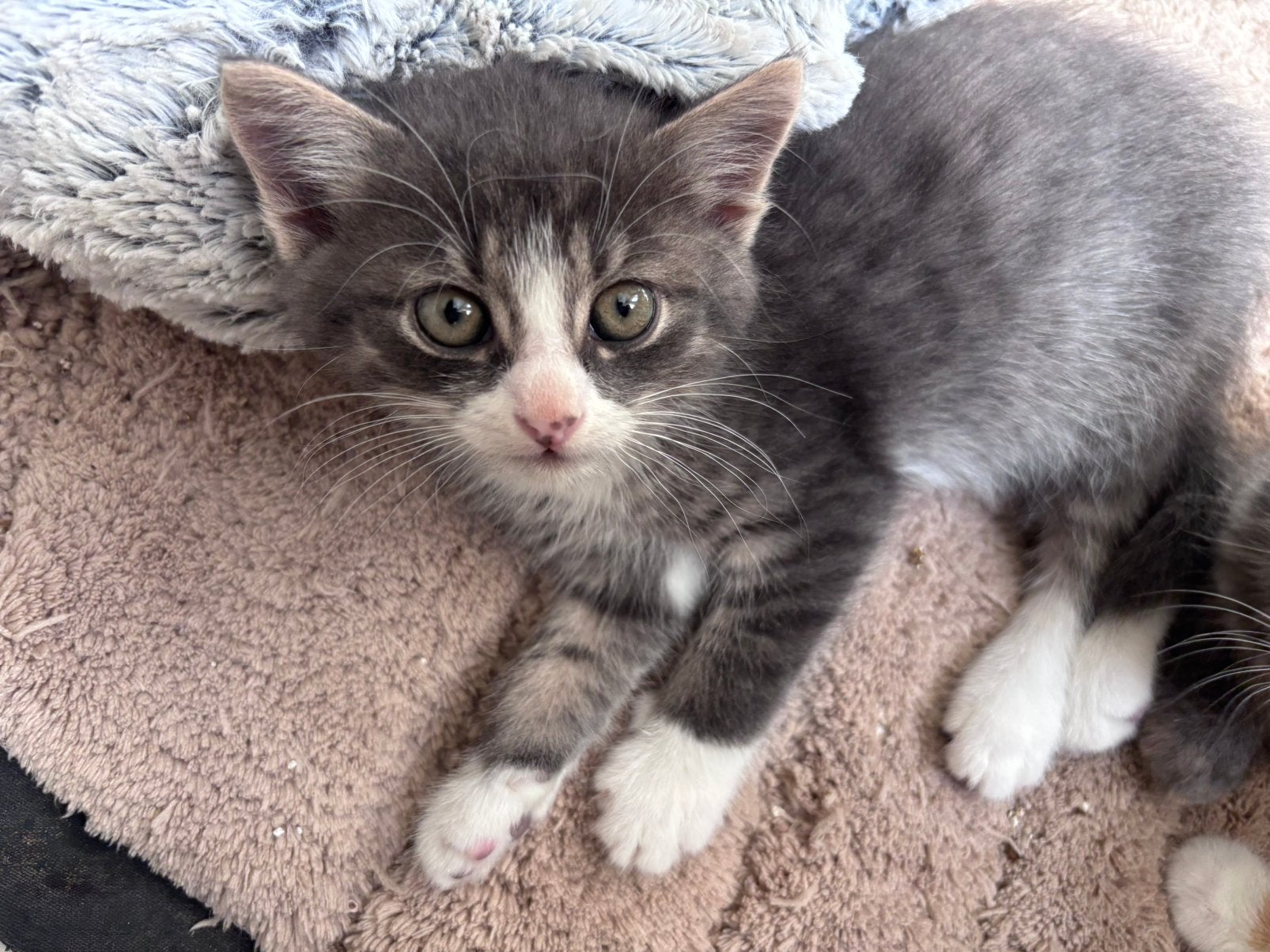 Kittens, 0 tot 2 jaar