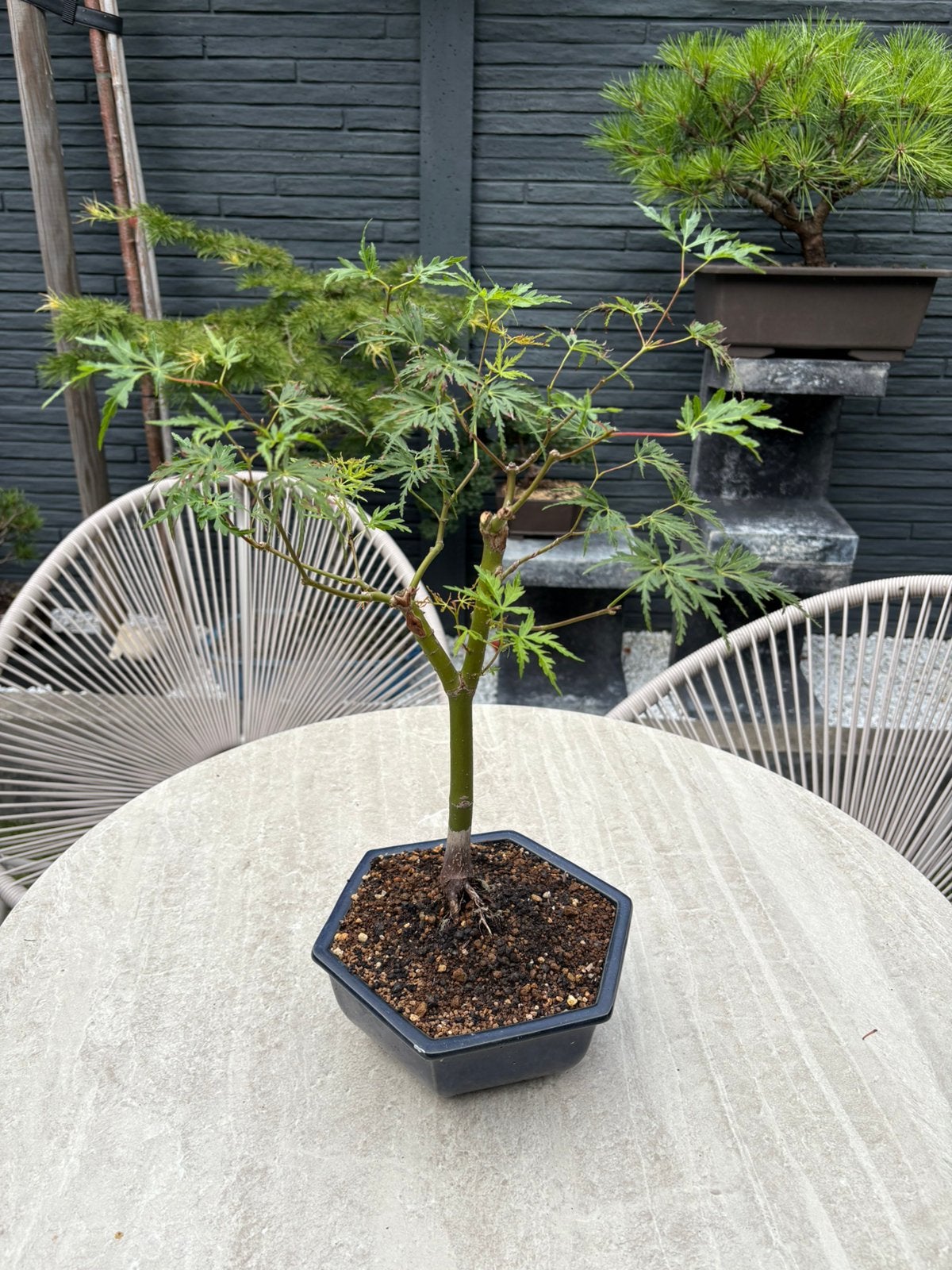 Japanse esdoorn (Acer palmatum) dissectum (nu voor €45,-), Ophalen, Bloeit niet, Halfschaduw, Overige soorten