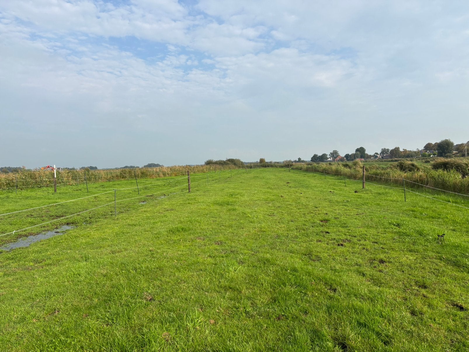 Gezocht: schapen voor begrazing tijdelijk, Meerdere dieren, Schaap