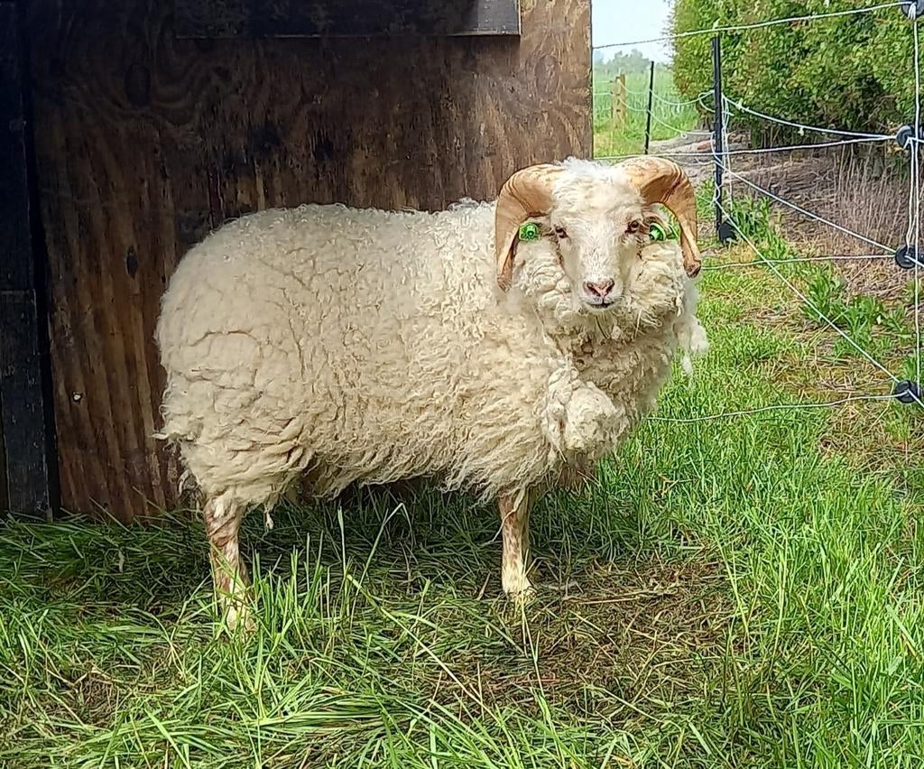 Ouessant ram te koop of ruilen, Dieren en Toebehoren, Mannelijk, Schaap