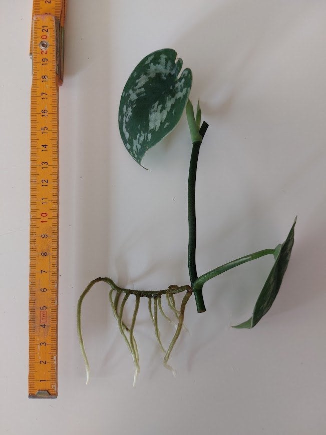 Scindapsus Pictus Trebie stek (met uitloper, goed geworteld), Ophalen, Overige soorten, Halfschaduw, Minder dan 100 cm