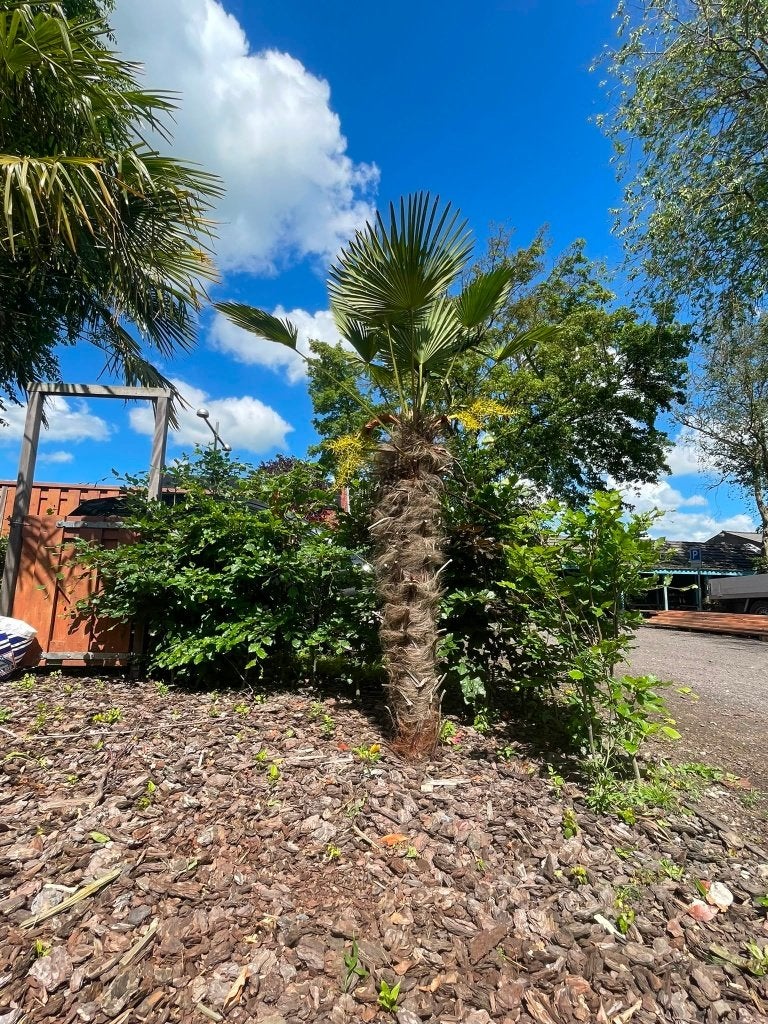 Palmboom, Tuin en Terras, Planten | Bomen, 100 tot 250 cm, Zomer, Palmboom, Ophalen