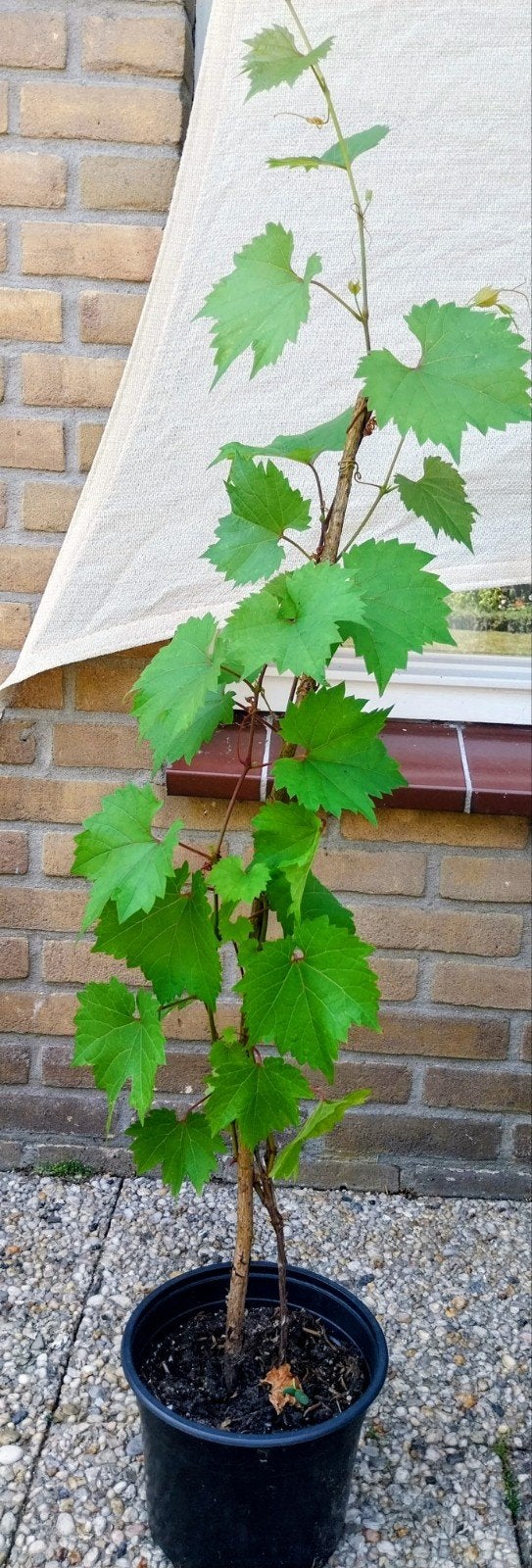 Jonge Wijnstok - Perfect voor uw tuin of terras, Tuin en Terras, Planten | Tuinplanten, Ophalen, Overige soorten, Volle zon