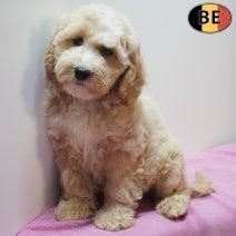 Cockapoo, Abrikoos, Zwart & Black and Tan - pups te koop, België, Handelaar, CDV (hondenziekte), 8 tot 15 weken