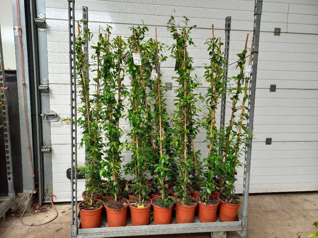Toscaanse Jasmijn 140-150cm hoog €12,50, Tuin en Terras, Planten | Tuinplanten, Ophalen, Klimplanten, Volle zon