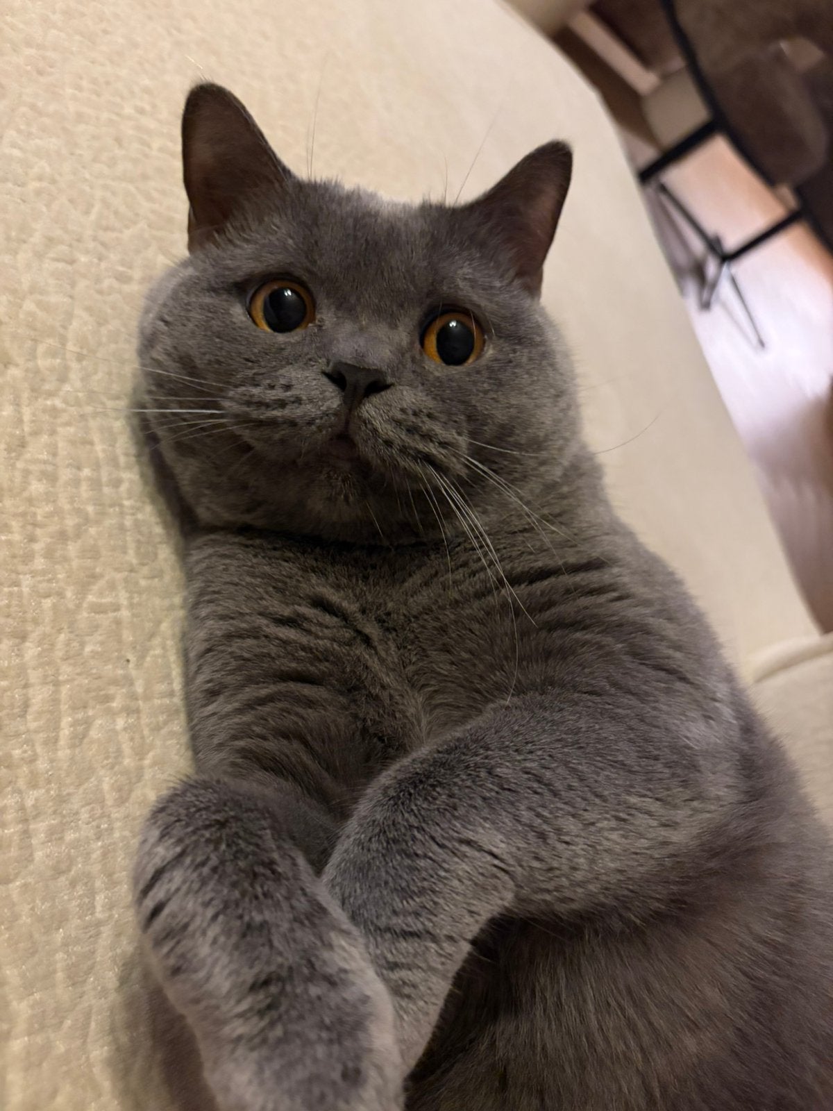 Britse Korthaar dekkater Leo!, Kater