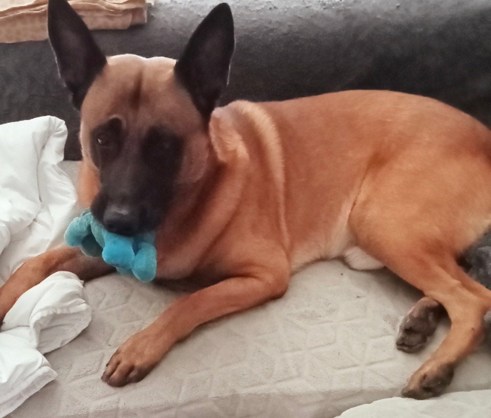 Mechelse herder, 6 jaar of ouder, Reu, Eén hond, Herder