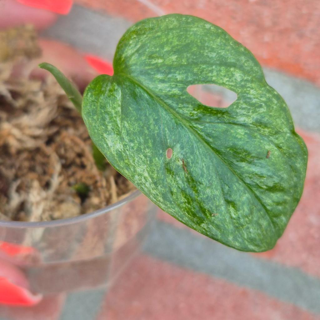 Monstera adansonii mint #1, Ophalen of Verzenden, Halfschaduw, Minder dan 100 cm