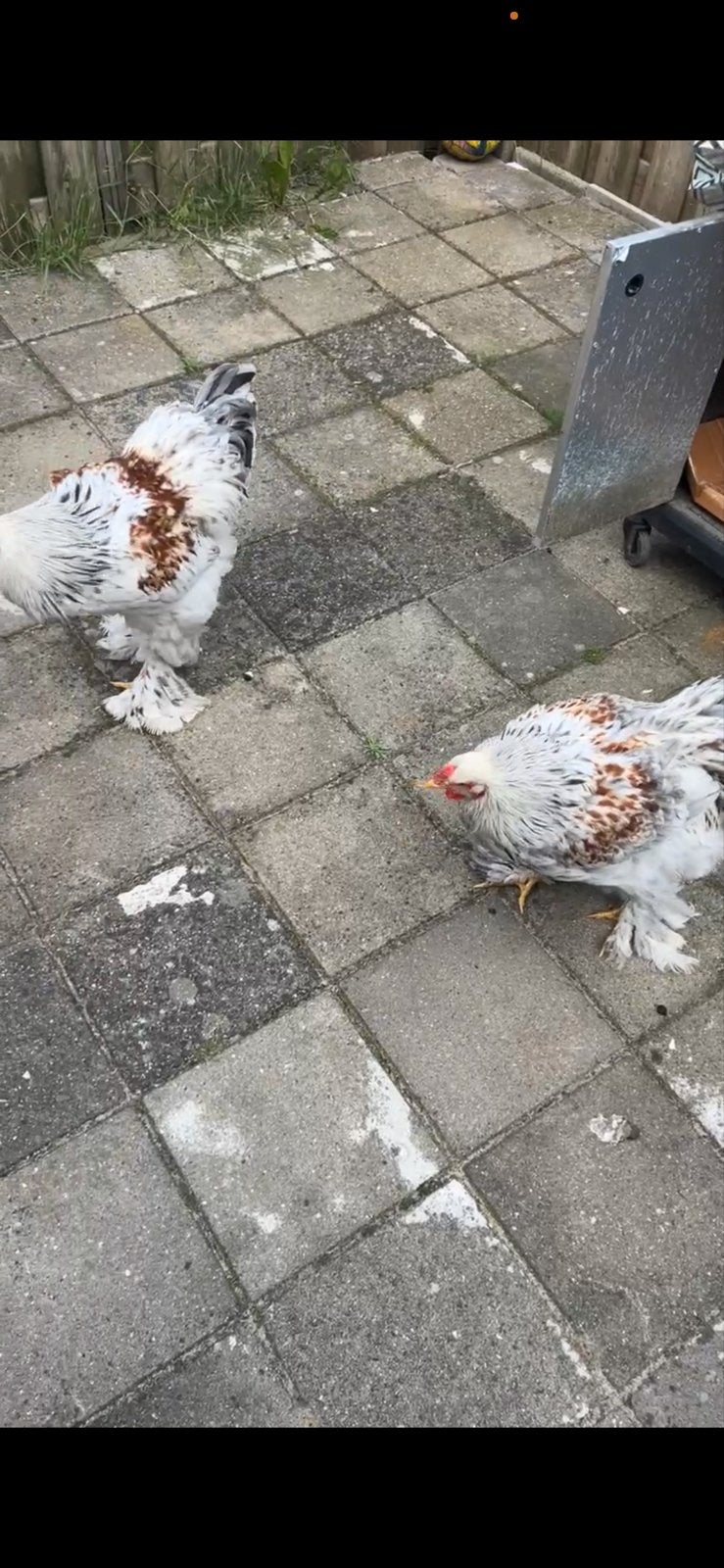 Hannen, Mannelijk, Kip