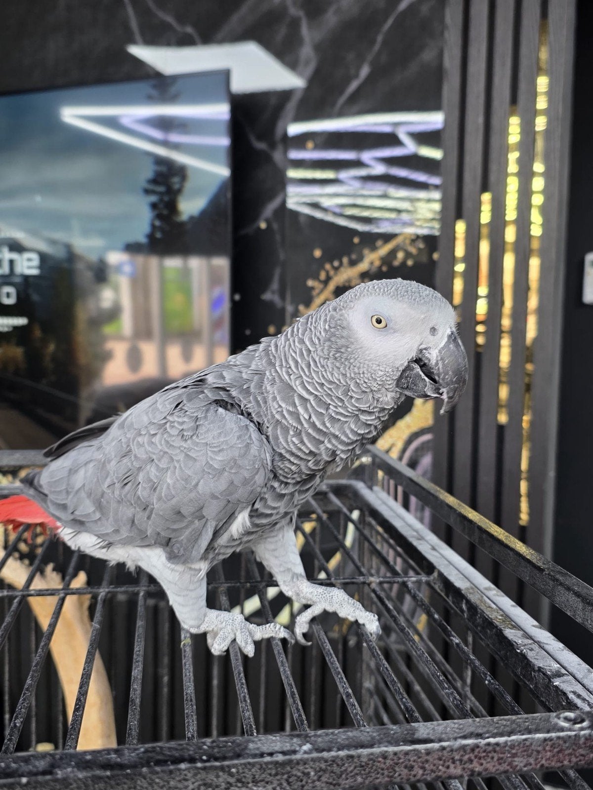 koppel papegaaien, Meerdere dieren, Papegaai