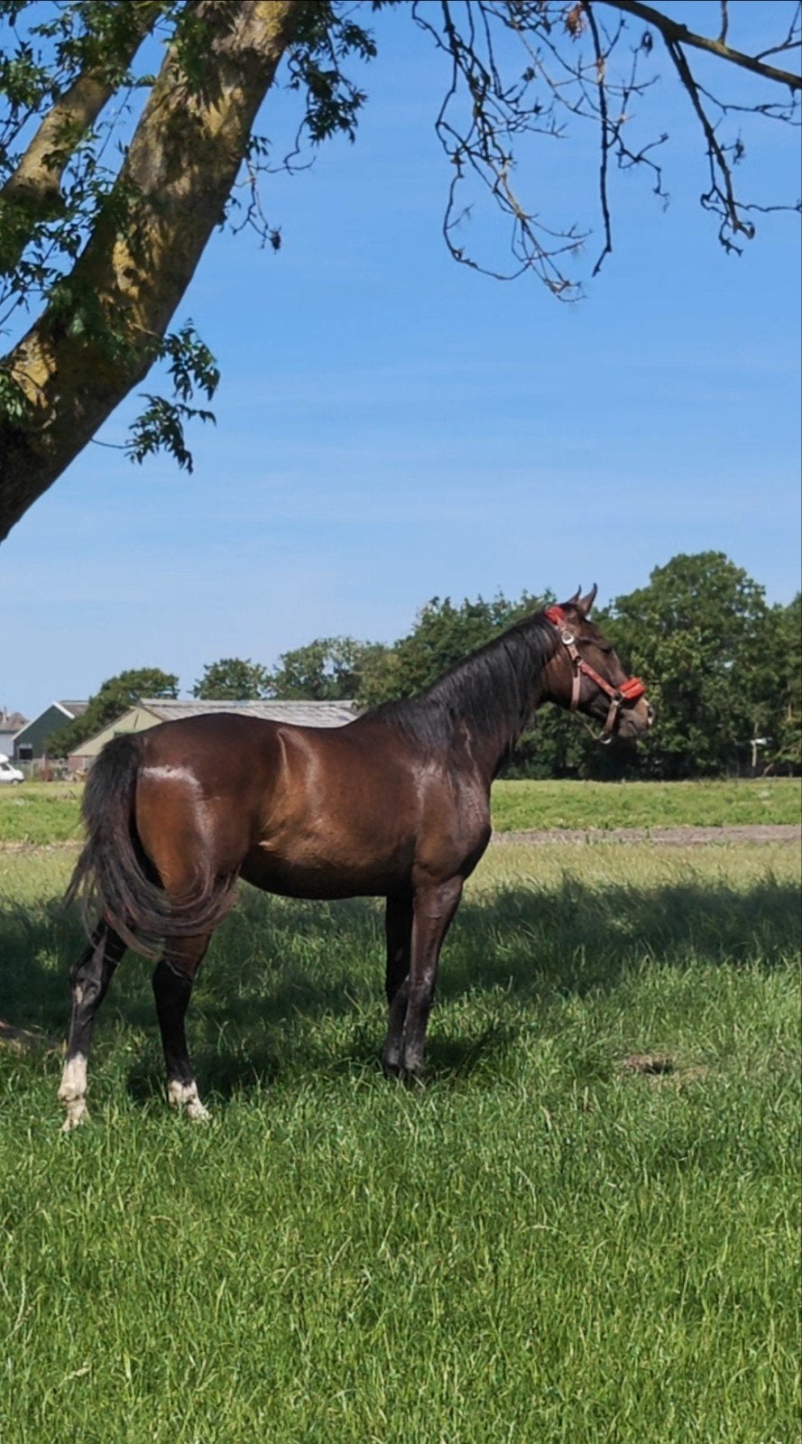 2 jarige merrie for Ferrero x CaribisZ, Dieren en Toebehoren, Paarden, Merrie, 3 tot 6 jaar