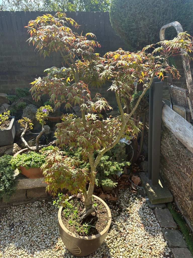 Esdoorn, In pot, Bloeit niet, Halfschaduw, 100 tot 250 cm