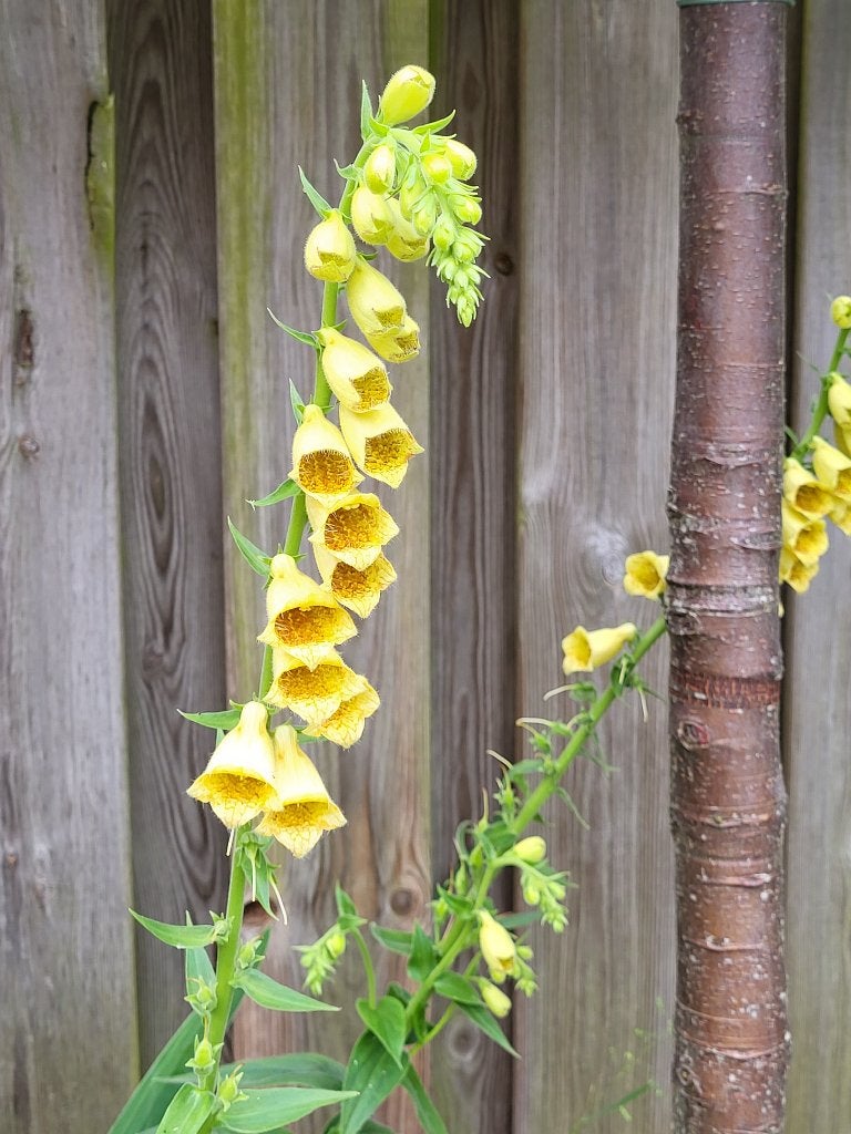 Zaden Digitalis grandiflora, Verzenden, Volle zon