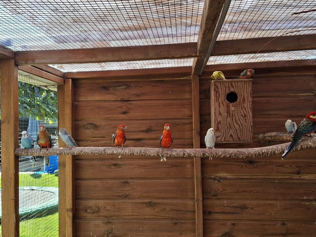 Stanley rosella opaline poppen, Dieren en Toebehoren, Meerdere dieren, Parkiet, Geringd