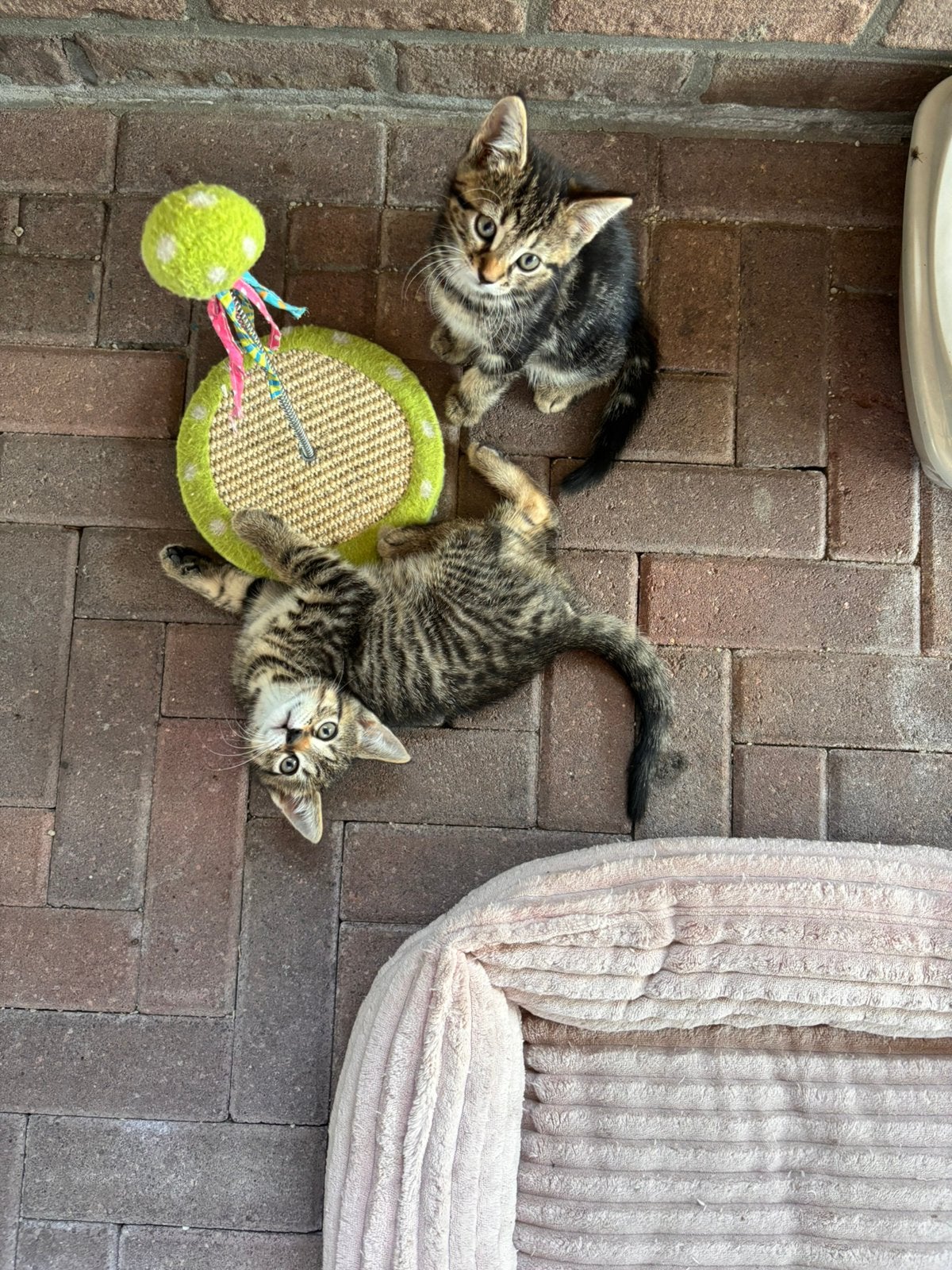 Kittens, Meerdere dieren