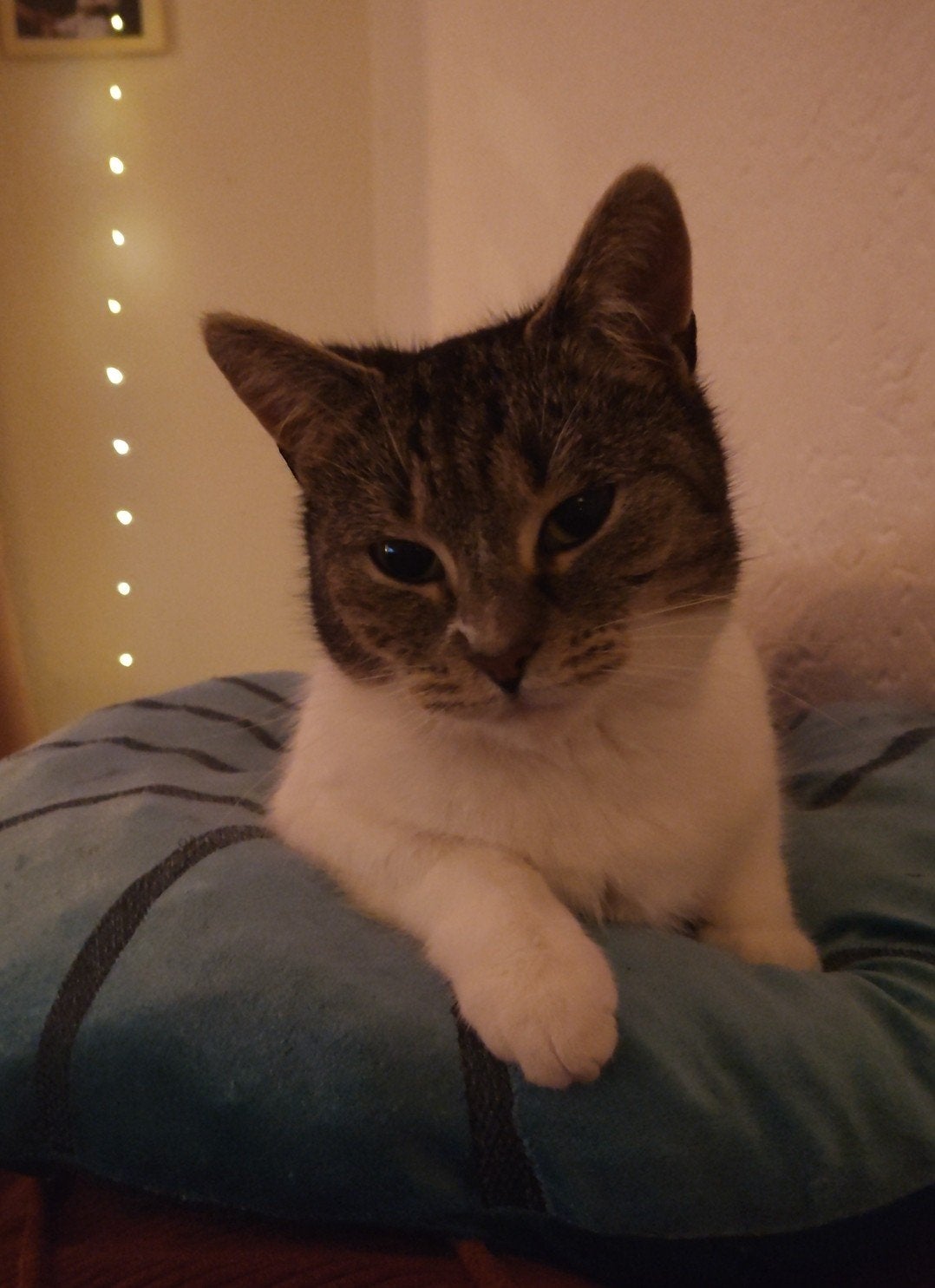 Lieve Puk wil nieuw huisje, Dieren en Toebehoren, Kater