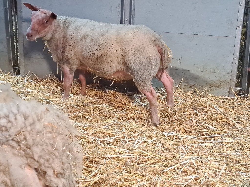 Rouge de l'ouest ooi en ramlammeren te koop., Dieren en Toebehoren, Schapen, Geiten en Varkens, Meerdere dieren, Schaap, 0 tot 2 jaar