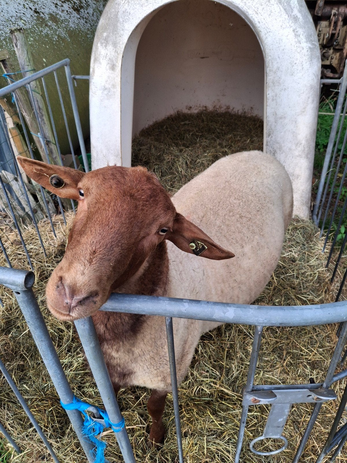 Coburger Fuchs ram van 2025, Mannelijk, Schaap