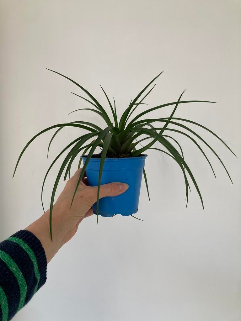 Tillandsia (Air plant) Cyanea Tropische Kamerplant, Ophalen, Halfschaduw, Minder dan 100 cm