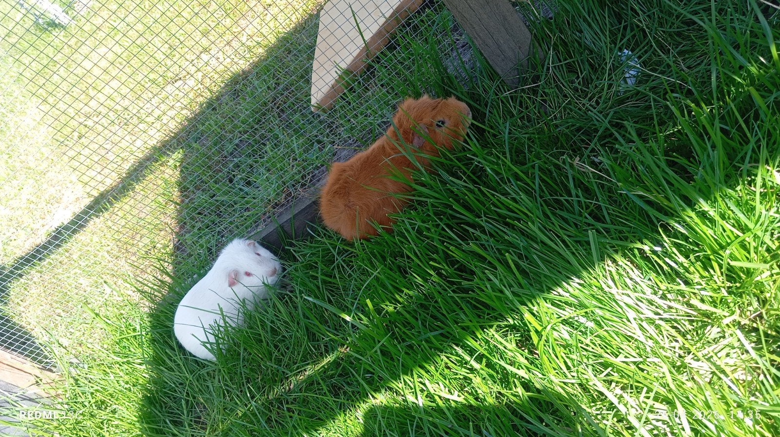 cavias beertjes zoeken een huis, Cavia, April, Mannelijk, Tam