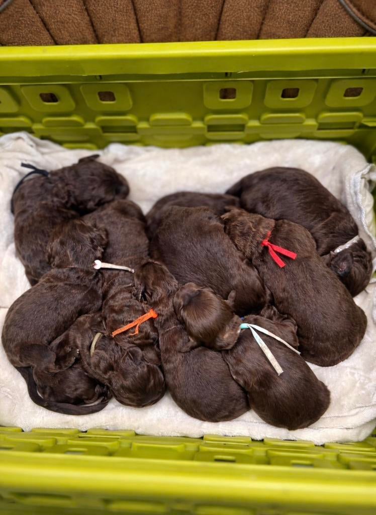 Nestaankondiging Labradoodle pups, Parvo, Overige rassen, 8 tot 15 weken, Teef
