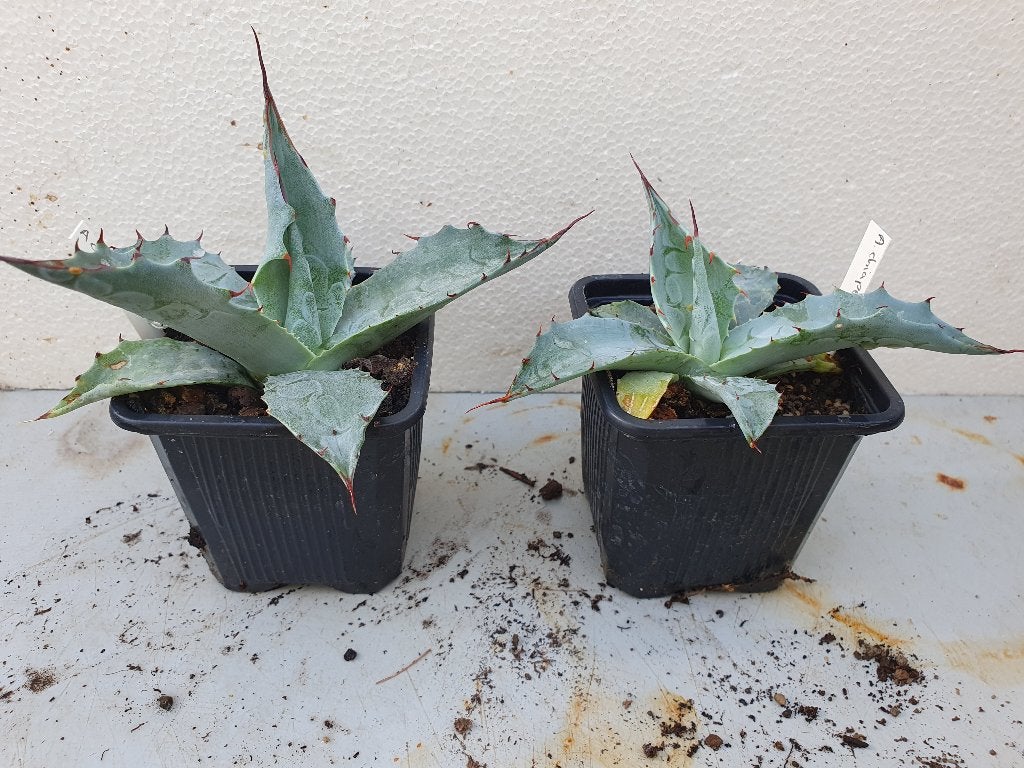Agave chiapensis, Ophalen of Verzenden, Bloeit niet, Overige soorten, Volle zon