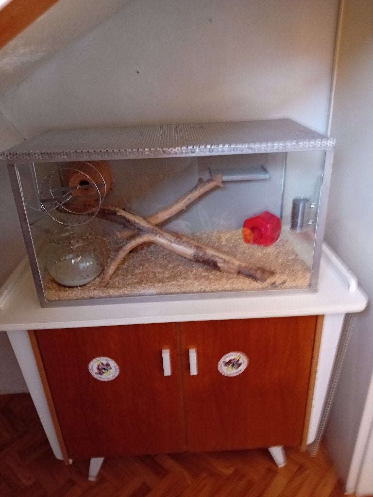 Grote Glazen Knaagdieren Bak, Kooi, Zo goed als nieuw, 75 tot 110 cm, Ophalen