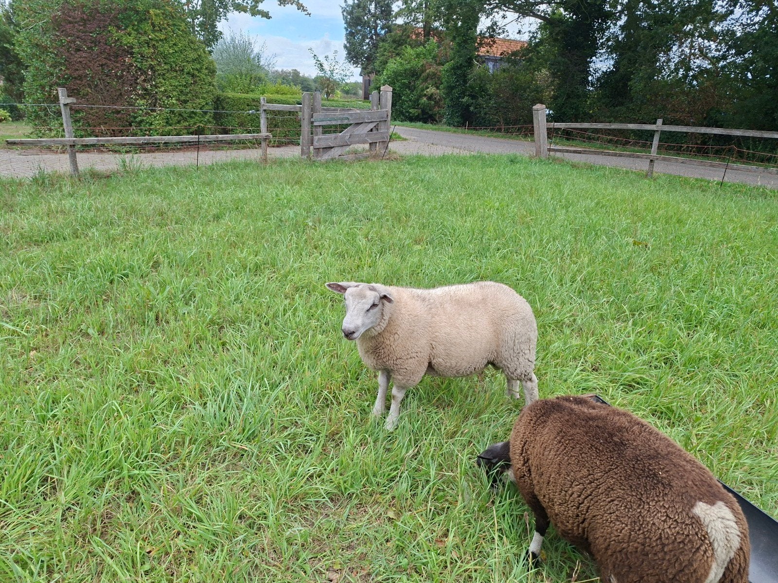 mooie witte dekram, Dieren en Toebehoren, Mannelijk, Schaap