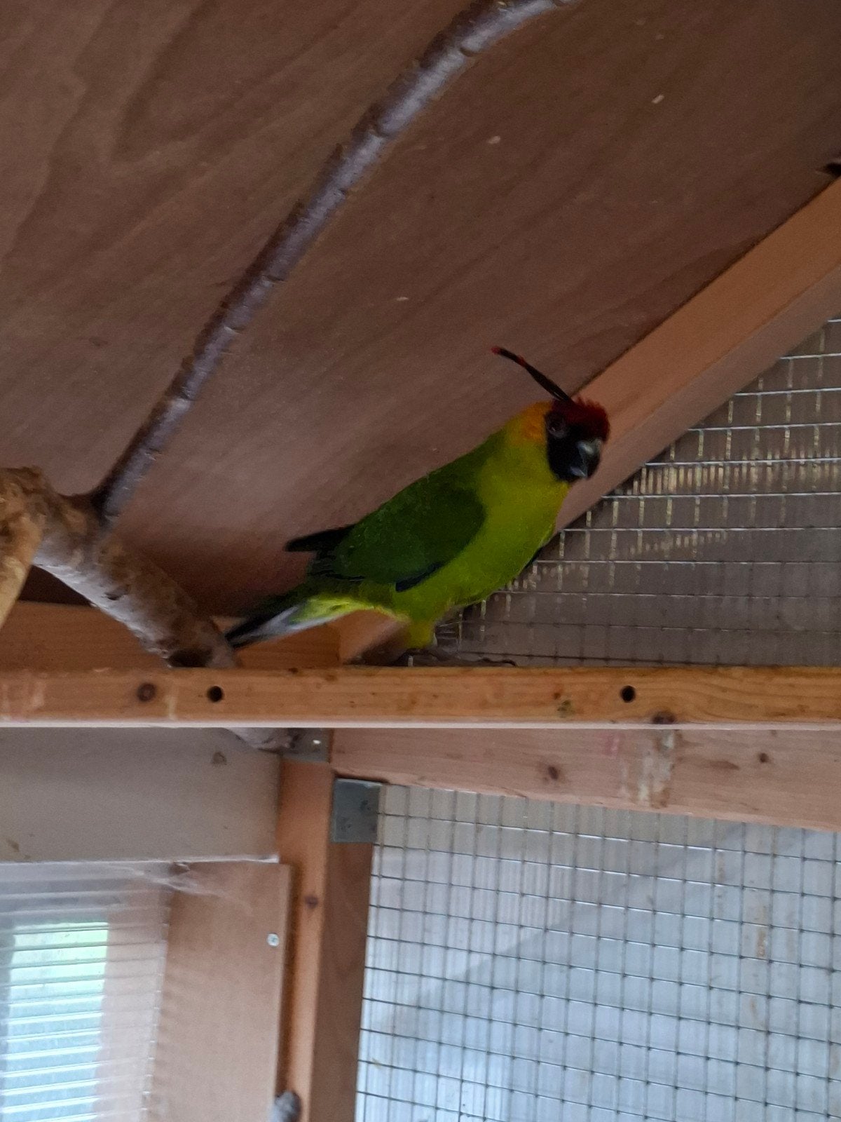Hoornparkiet kweek pop, Dieren en Toebehoren, Vrouwelijk, Parkiet