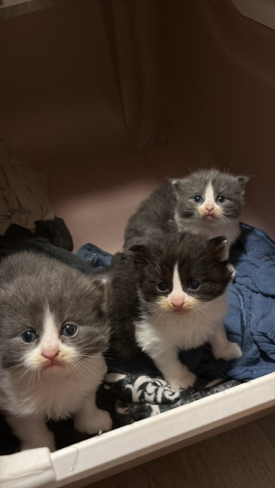 Ragdoll kittens, Kater, Ontwormd, 0 tot 2 jaar