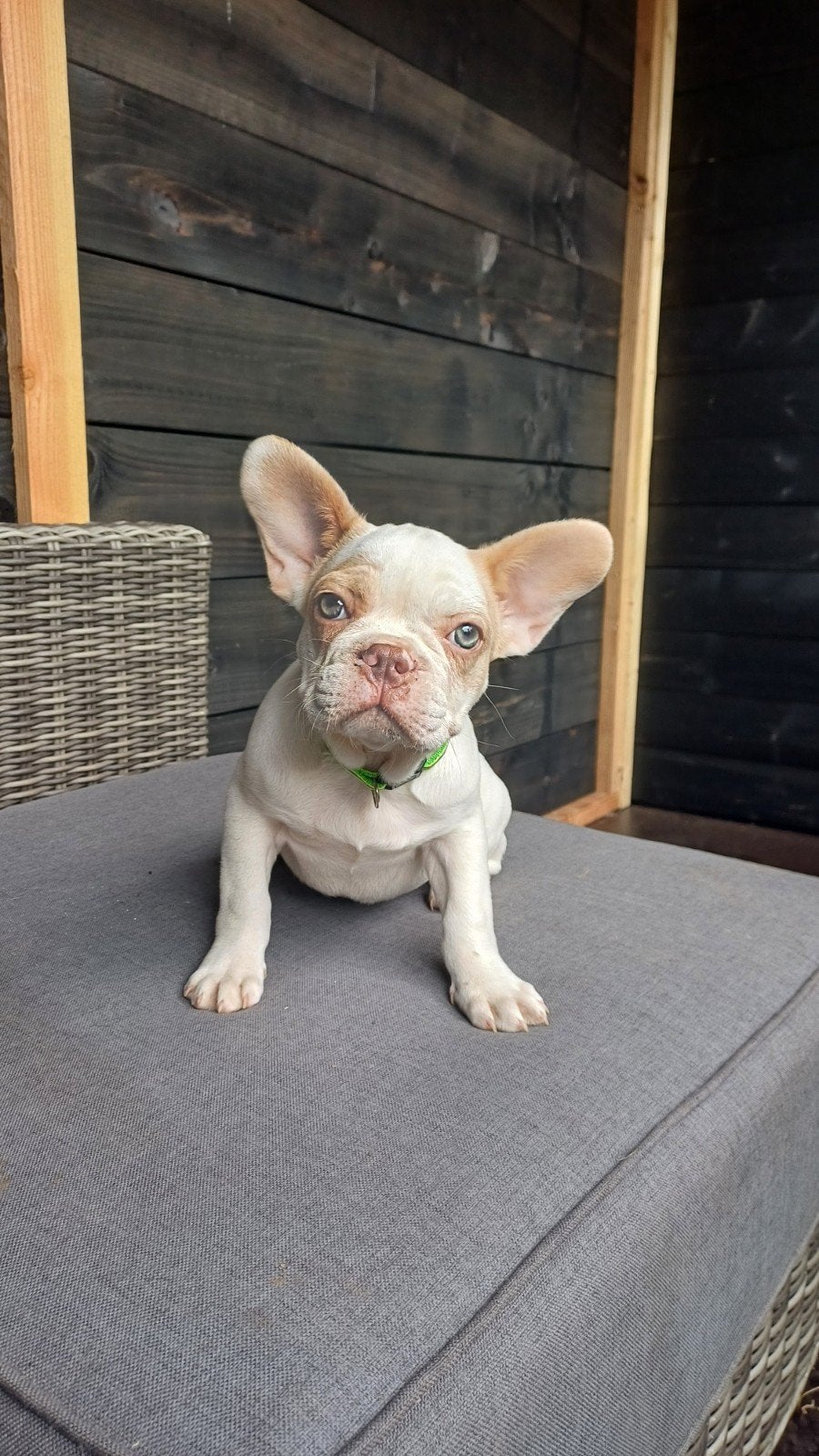 Franse Bulldog Pups crème blauw merle, Dieren en Toebehoren, Particulier, 15 weken tot 1 jaar, Buitenland, Parvo