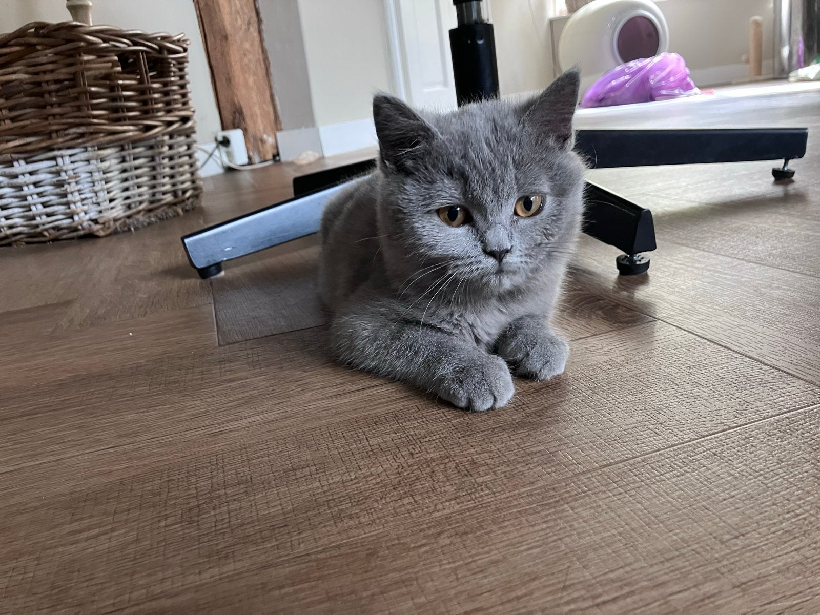 Nog 1 Britse kortharige kitten!, Meerdere dieren, Ontwormd