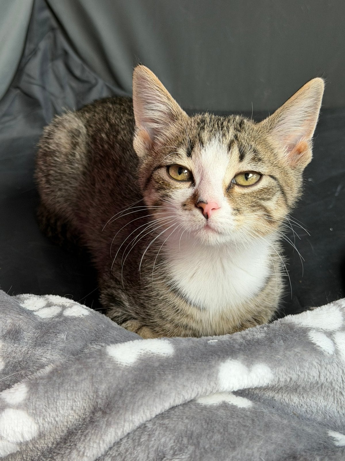kittens zoeken forever home, Dieren en Toebehoren, Katten en Kittens | Raskatten | Langhaar, Meerdere dieren, Ontwormd, 0 tot 2 jaar