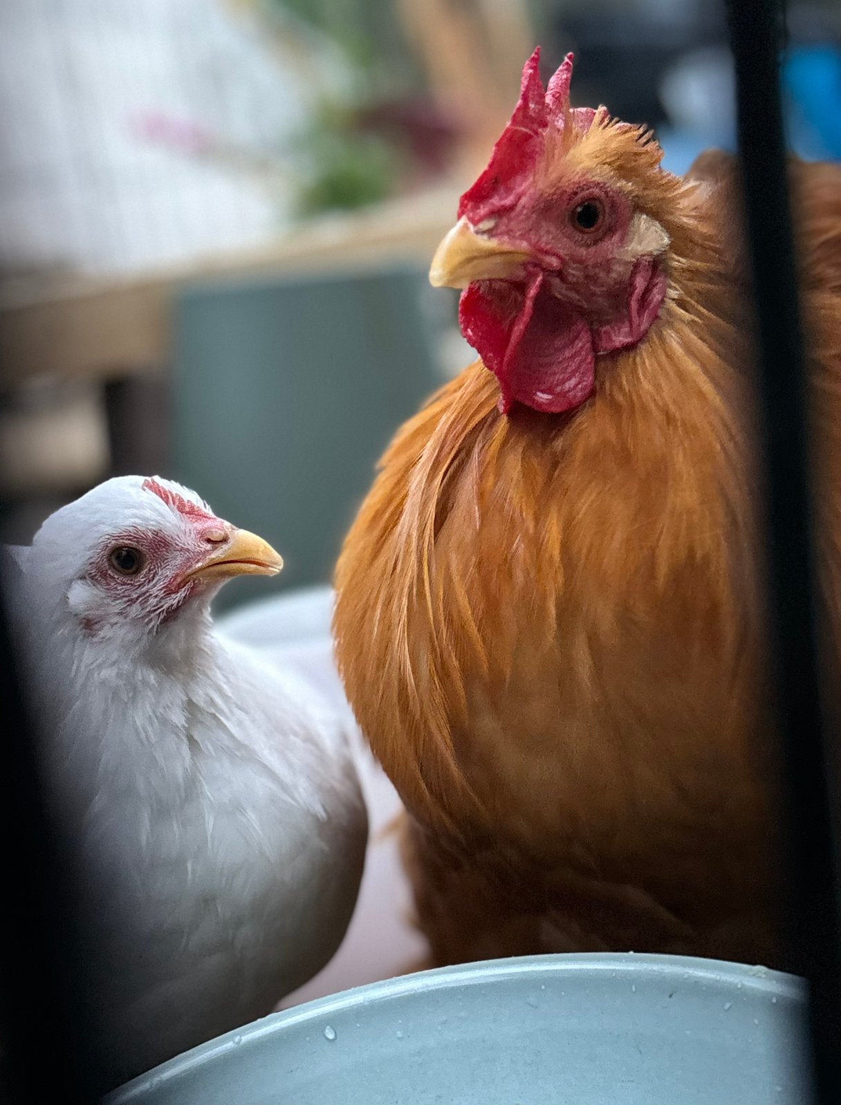 Prachtig cochin haantje te geef, Dieren en Toebehoren, Pluimvee, Mannelijk, Kip