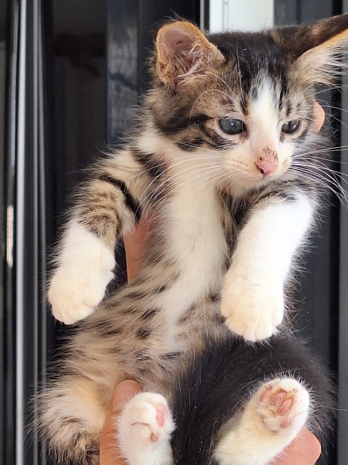Jim 3 mnd oud (nog op Cyprus) zoekt een fijn thuis, Kater, Ontwormd