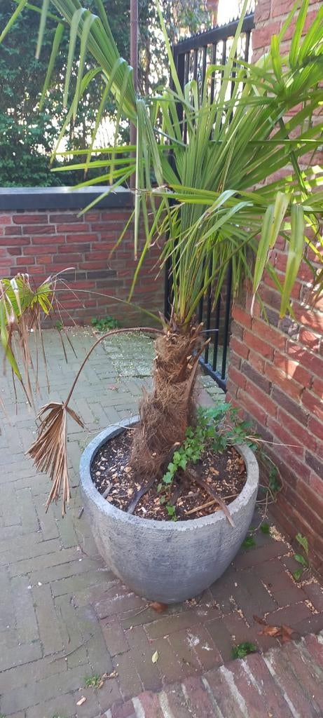 Palmbomen, Tuin en Terras, Ophalen of Verzenden, 100 tot 250 cm, Zomer, Palmboom