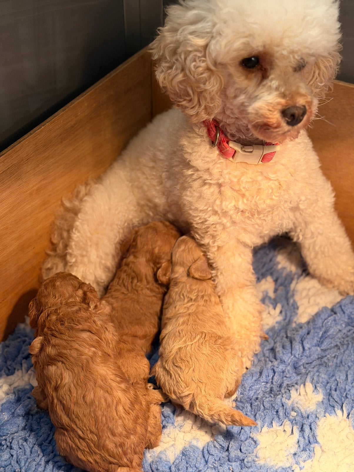 Toy Poedel pups, Poedel, Parvo, 8 tot 15 weken, Meerdere